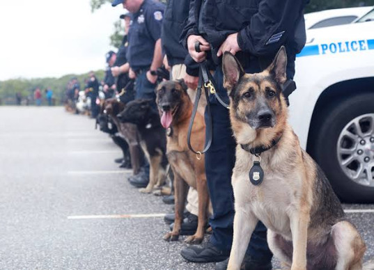 الكلاب البوليسية..ما هي أنواع و أفضل 10 أنواع من الكلاب البوليسية.. خبراء سيزر ..يجيبون